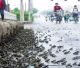 Toads Leave Nanjing