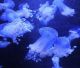 Nanjing opens a Jellyfish Aquarium