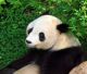 Olympic Panda "Lang Lang" dies in Nanjing